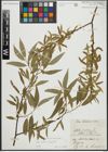 Foto von Salix alba L. x Salix fragilis L.
